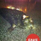 5c8acf68230000dd0423c03a