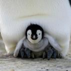 5c8acaac2400004205a3b200