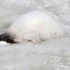 5c8acab2250000520681c196