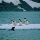 5c8acab53b000070066c9527