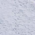 5c8acaba3b000002076c9533