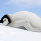 5c8acaba3b000054066c9535