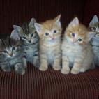 BetsyNZ:Just for a few seconds the kittens all sat still and looked up at my hand