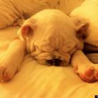 RobOnMV:Moosh is an English bull dog, and this was taken a few months ago when he was about three months old. Lots of love for this guy - loves the camera!