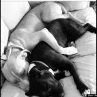 Ashley Weisman:Snuggle Buddies