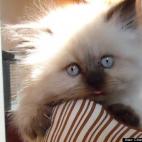 Charlene Sherman:He's a love bug and very comical! :)