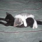 Felicia Allen:Cholita and Zoey. Litter mates, BFFs, Compadres.