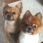 kjshampine:Ruby & Bentley