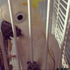 HuffPost Blogger Mia Aquino:Wally is a Sulphur-Crested Cockatoo.