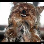 kaligirlvalleygirl:Molly likes to smile for her Daddy :)