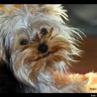 kaligirlvalleygirl:Jackie is a Daddy's Boy.