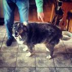 Rylee, the sheepdog -Rebecca Searles, HuffPost