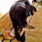 While not technically my dog (she belongs to my aunt and uncle), I have known Billie for many years. Intelligent yet strong-willed, Billie is very fond of her twice-daily dog-bone chewing sessions and presenting worthy visitors with her fake stu...