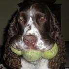 magnoliadrive:World famous for cleverly putting 3 balls in his mouth (by himself) and for also being the worlds BEST frisbee catcher! We LOVE him.