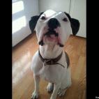 Keel Wilcox:Ryleigh joined our family when she was around 6 months old. She was found as a puppy in upstate NY wandering near the highway. She had a rough, abusive life as a pup, but now loves to be cuddled, wear cute sweaters around Christmas t...