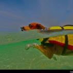 Jed Tenney:Super Dawg!