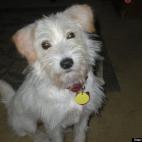 magnoliadrive:A little girl who was rescued from an animal kill (un)shelter. She is the happiest little doggie to be around and loves life!