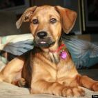 Blaablaablaa:Someone left this little bundle of love in a cardboard box at a bus shelter!