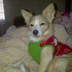 elenav:Yes, I am wearing the latest sweater for good looking dog.