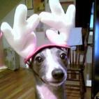 molly1231:"Whattaya mean I can't pull Santa's sleigh?"