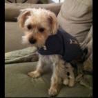 dianelkd:Tiki in her Thundercoat during Hurricane Sandy
