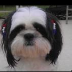 cgeer54:Who couldn't love me? I am a good boy and I love the USA.