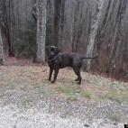 OhDark30:Max is a two year old Mastador. We rescued he and his 4 siblings when they were puppies. We couldn't resist keeping him. He's just a big cuddly baby.
