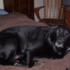 medico1926:He doesn't like to have his sleep interrupted!