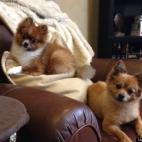 kjshampine:Ruby and Beantley 2