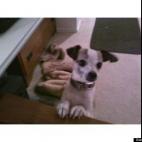 Austin Kurtz:Rescue Dog "Polo" Best Ever