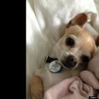 Daniel Gonzales:This is Porkchop, our 5 year old tea cup Chihuahua with his friend.