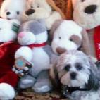 dijoegr:Where is Mambo?