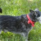 glitterari:This is Griffon, who was 17.5 years when we put him to sleep last year. He was a dachshund/scottie mix and was the best little traveler ever. RIP, our good boy!