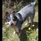 glitterari: My totally crazy, funny, and best guard dog ever, Blue, the Australian Cattle Dog, whom i rescued 5 years ago when he was just 2.