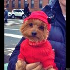 Roxys Pappa:Roxy must have envisioned herself to be a beautiful frilly princess for Halloween. But this was the only costume left available in the store when we went shopping the day before Halloween.