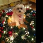 wamartin729:Christmas 2012. I have to describe how cute she is? It just shows naturally.