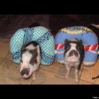 mauishamrock:When Pigs Fly