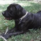 OhDark30:Max is a 2 yr old rescued Mastador (Mastiff and Labrador) We found he and his 4 siblings under a vacant house two years ago. The other four have great homes and Max is our baby. He is awesome!