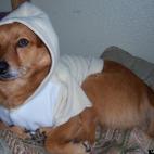 josefinamk:Josefina Lara`s Pet, from Hayward Ca