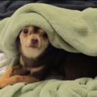 Dairose:Coco loves her blanket.