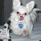 ohioaussie:It is paw licking good. Yummmmm