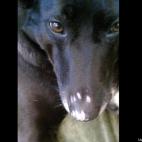 W Scott C:After scrapping with a raccoon, Bergie now has a tattoo of a raccoon's paw