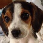 eaelrick:Molly is the perfect beagle with an adorable face and personality to match!!