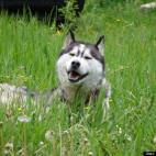 FlyFishingChef:Kodiak chilling out in a field of Montana wild flowers.