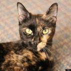 producersman:Miss Prissy Meow Meows posing for the camera