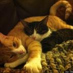 AllisonUrsulaSmith:Hugo and Alan are in love.