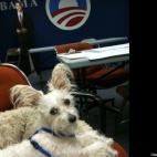 Pilar Chapa:Of course I voted for Barack Obama!