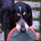 Tracey Koplin Tramble: