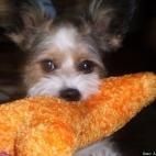 Ann Russell 77:My poster child for Animal Samaritans.