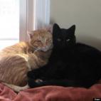 Lissa Deminie:Considered "unadoptable" at the local Animal Rescue League, Frank and Sammy were both adopted for $1 each and immediately fell in love.